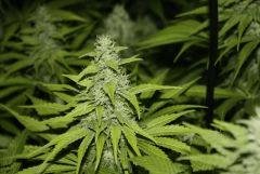 Candy Kush