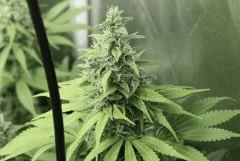 Candy Kush