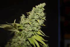 #2 Candy Kush