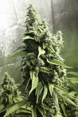 Candy Kush