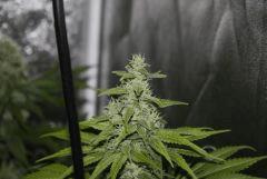 Candy Kush