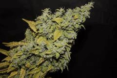 Monstro Candy Kush