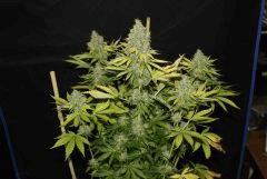 Chemdawg
