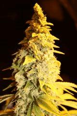 Candy Kush