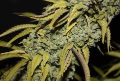 Monstro Candy Kush