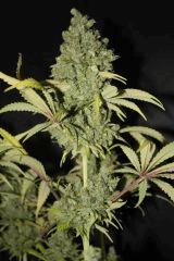 Sugar Punch #4