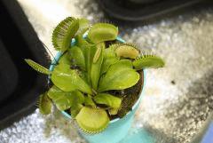 Carnivorus