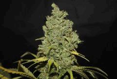 Sugar Punch #4