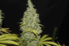 #3 Candy Kush