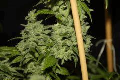 #2 Candy Kush
