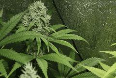 Sugar Punch