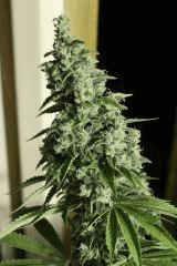 Candy Kush