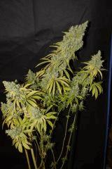 Monstro Candy Kush