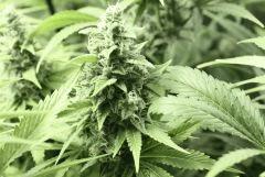 Candy Kush