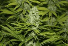 Chemdawg