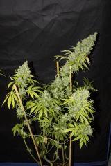 #2 Candy Kush