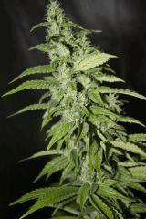 Candy Kush