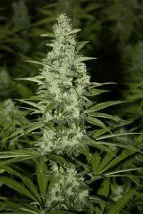 Candy Kush