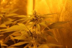 F 25