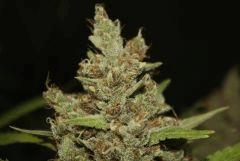 Sugar Punch
