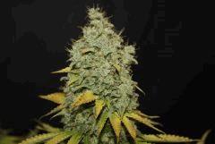 Chemdawg