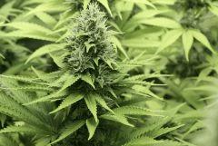 Chemdawg