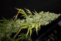 #2 Candy Kush
