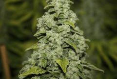 Candy Kush