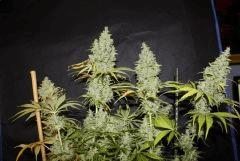 #3 Candy Kush