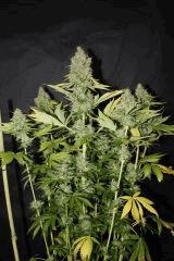 Chemdawg