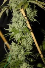 #2 Candy Kush
