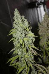 Monstro Candy Kush