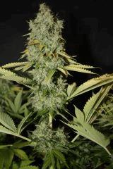Chemdawg