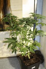 Flo + 11 Chemdawg