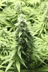 Candy Kush