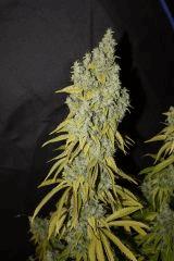 Monstro Candy Kush