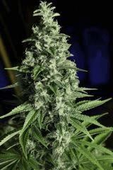Candy Kush