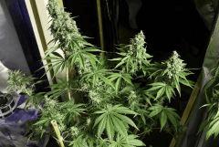 Candy Kush