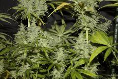 #3 Candy Kush