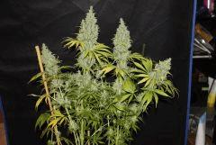 #3 Candy Kush