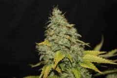 Chemdawg