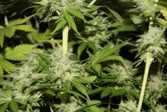 Chemdawg