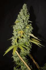 #2 Candy Kush