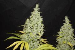 #3 Candy Kush