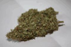 Chemdawg