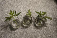 Boutures Jackberry x Shack / Candy Kush / Sugar Punch