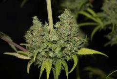 Sugar Punch #4
