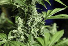 Candy Kush