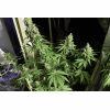 Candy Kush