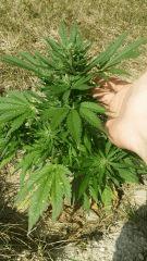 Amnesia gold